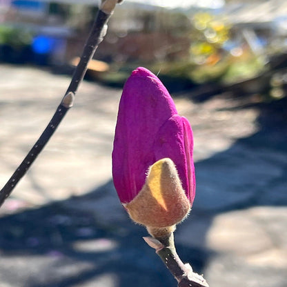 Close-Up of Jane Magnolia Blossoms on Branches