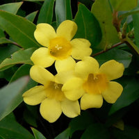 Gelsemium sempervirens yellow trumpet flowers