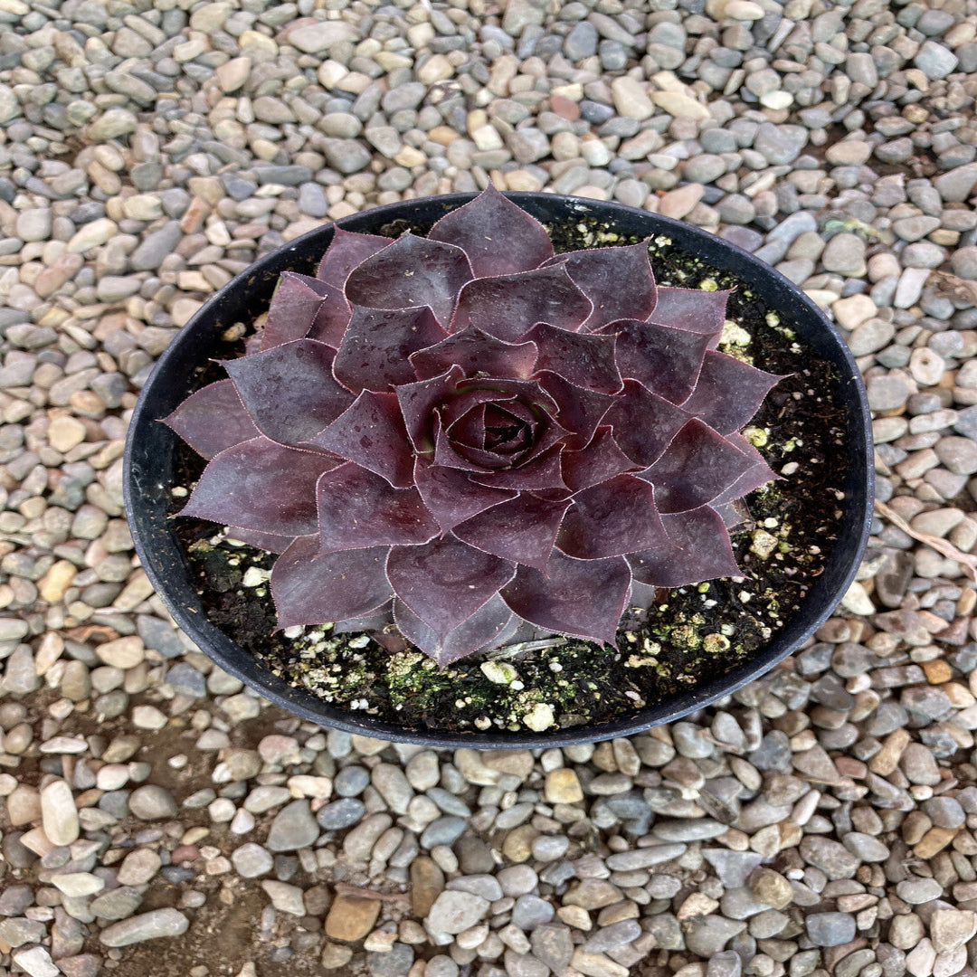 Sempervivum Supersemp® &