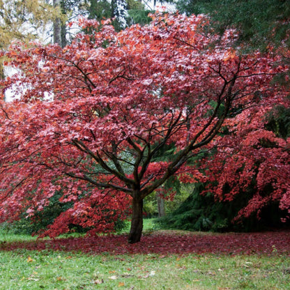Bloodgood Maple Tree for Sale