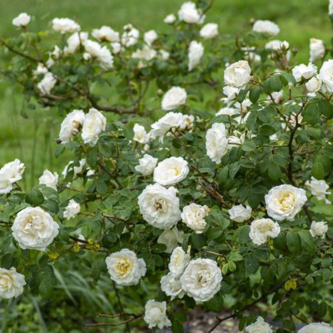 white rose indoor plant Shop Now White Roses Plant for Gardens At Pixies Gardens
