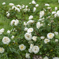 Climbing rose trained against a wall with white flowers