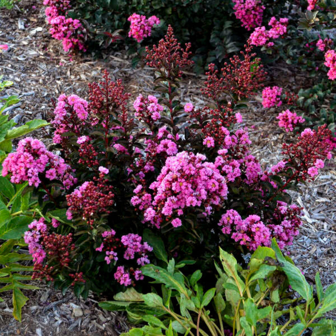 Lagerstroemia Barista &