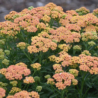 Achillea Firefly Collection 'Firefly Peach Sky'