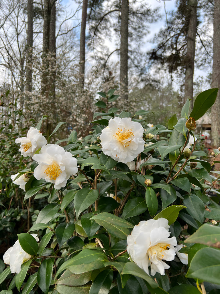 Camellia 'Victory'-Showy White Blooms