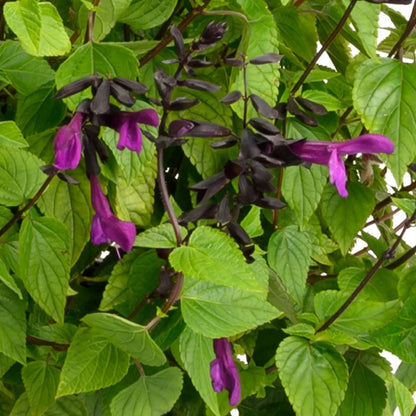 Salvia guarantica Bodacious &