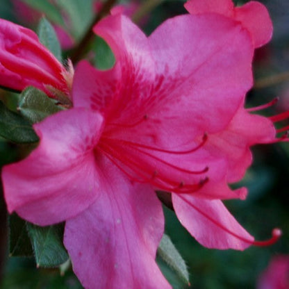 Autumn Sundance Encore Azalea