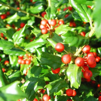 China Girl Ilex