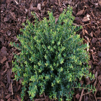 Helleri Holly