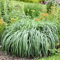 Grass: Panicum v. Prairie Winds 'Niagara Falls' - [EG]