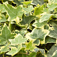Gold Child' Gold Variegated Ivy 10 count flat of 4" pots