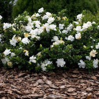 Gardenia jasminoides Radicans shrub in outdoor landscape