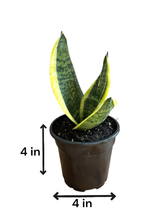 Healthy Sansevieria in modern planter