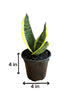 Healthy Sansevieria in modern planter