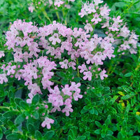 Pink Chintz Thyme ground cover plant