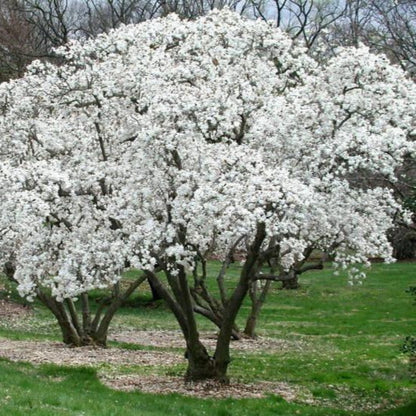 Royal Star Magnolia, Elegance and Beauty,