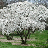 Royal Star Magnolia plant in garden landscape