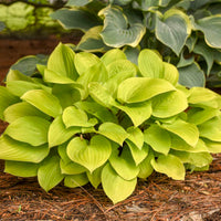 Hosta Fire Island
