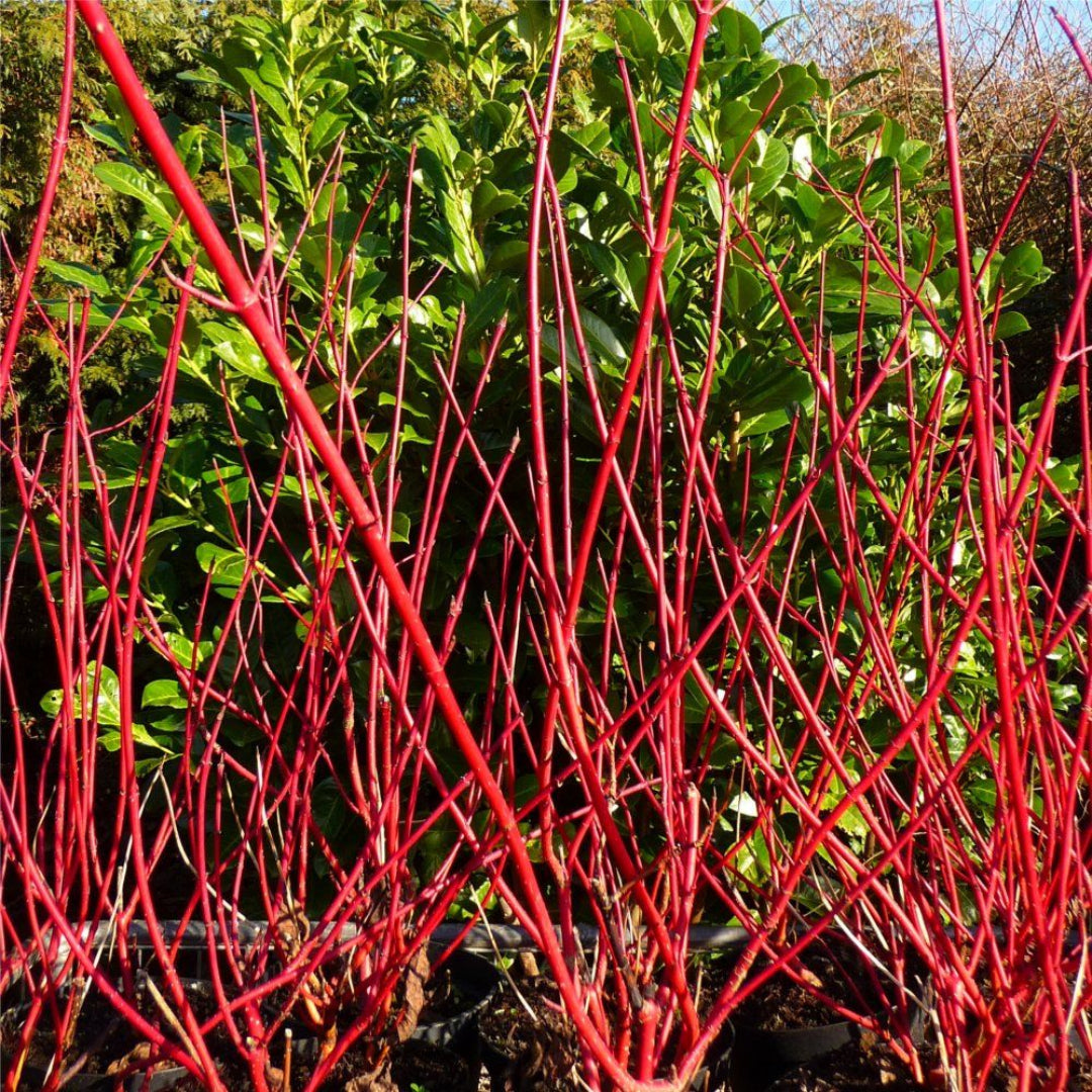 Red Twig Dogwood Tree, Coral Red Bark