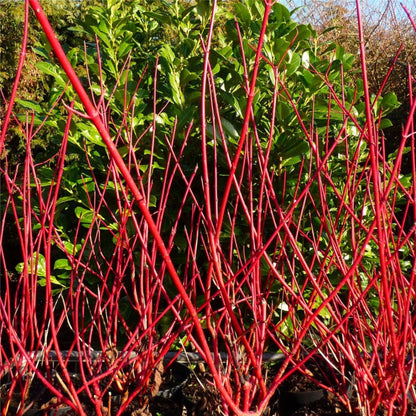 Red Twig Dogwood Tree, Coral Red Bark
