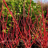 Outdoor garden featuring Red Twig Dogwood in transition
