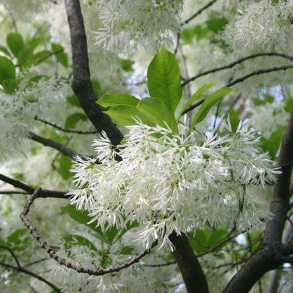 White Fringe Tree