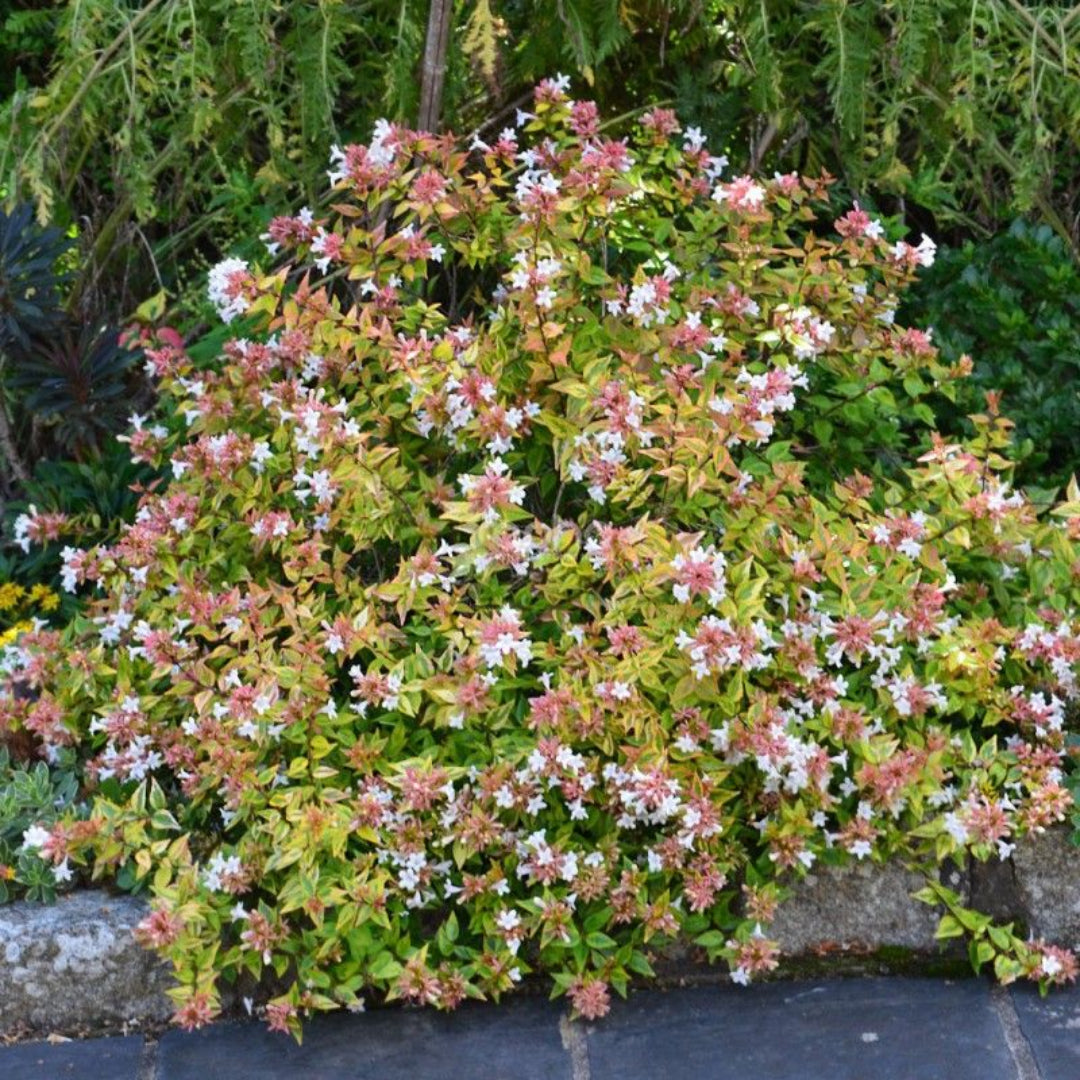 Abelia Suntastic ‘Radiance’