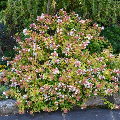 Abelia Suntastic ‘Radiance’