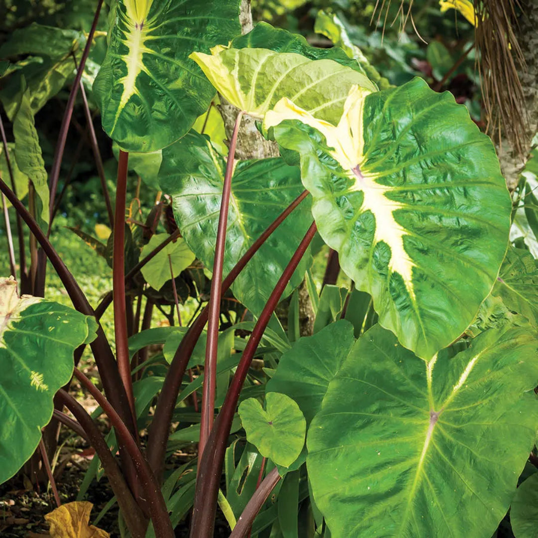white lava elephant ear plant Royal Hawaiian White Lava Elephant Ear buy online plants and trees at pixies Gardens