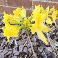 Sunny Side Up Rhododendron