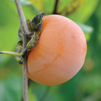 American Persimmon