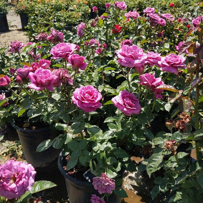 Sunbelt Plum Perfect Rose