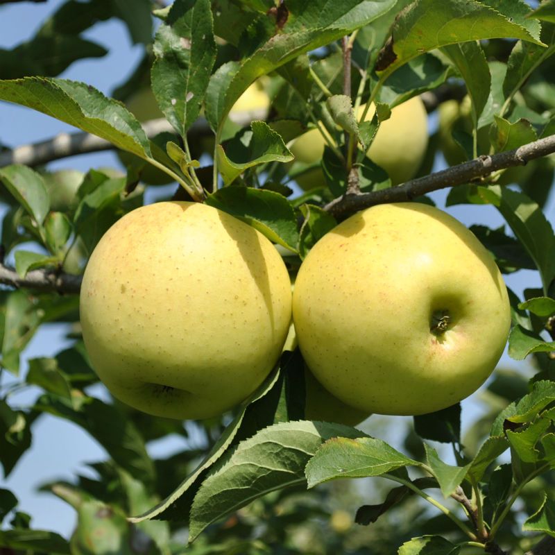 Golden Delicious apple fruits in basket