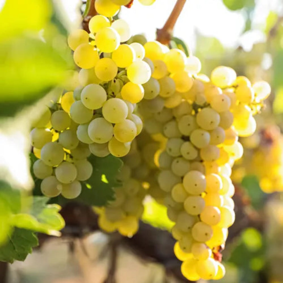 Edelweiss White Seeded Grape