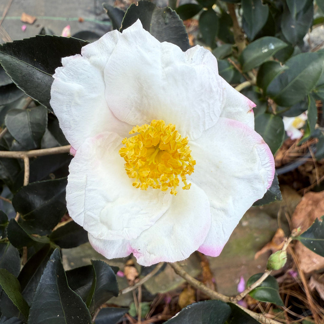 Yoi Machi Camellia - Gorgeous White Petals With Pale Pink Margins
