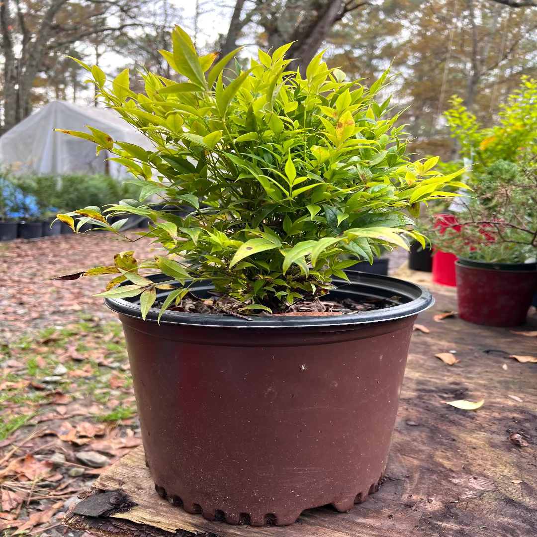 ‘Lemon-Lime’ Nandina