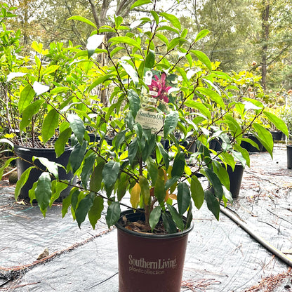 Stellar Ruby Magnolia