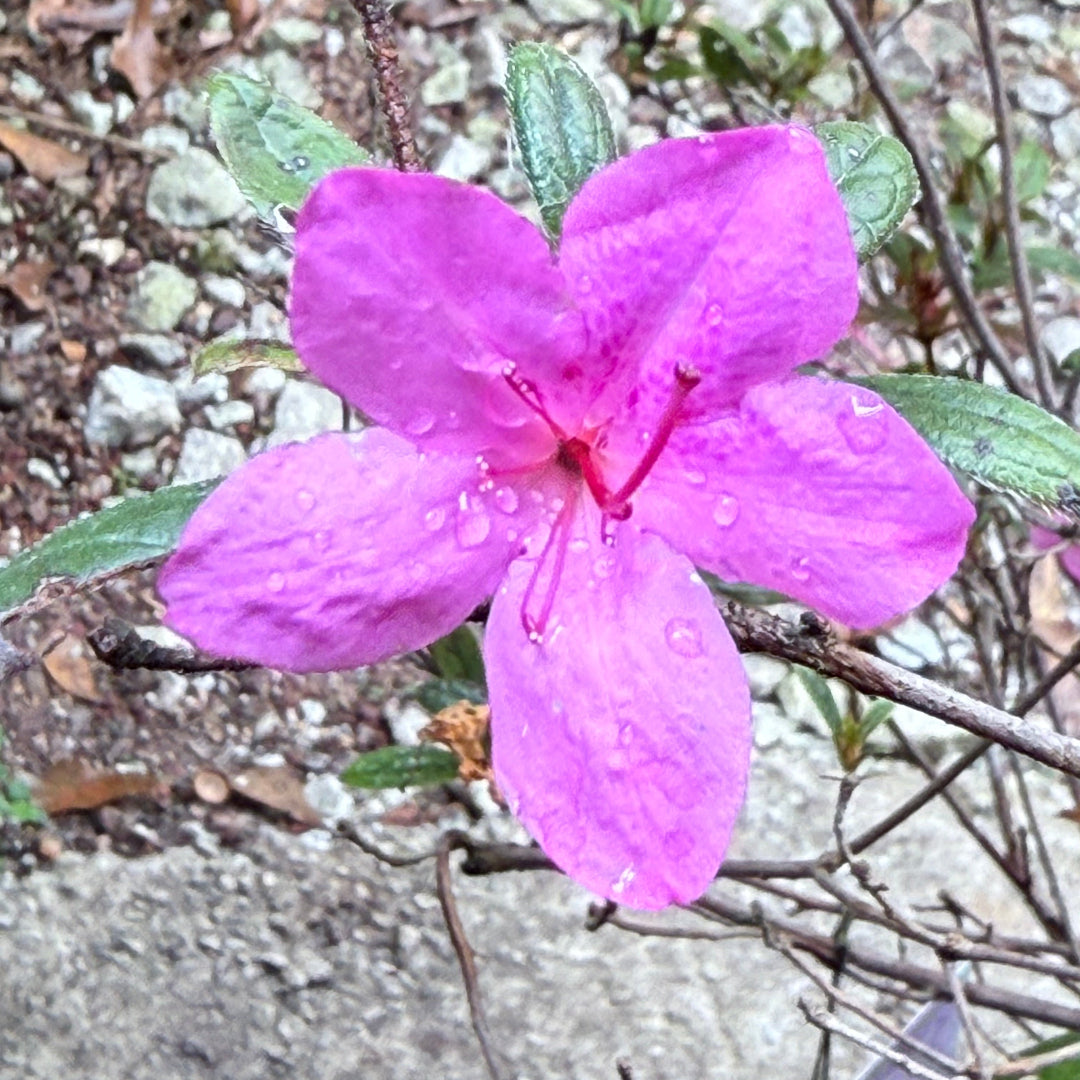 Encore Azalea Autumn Amethyst
