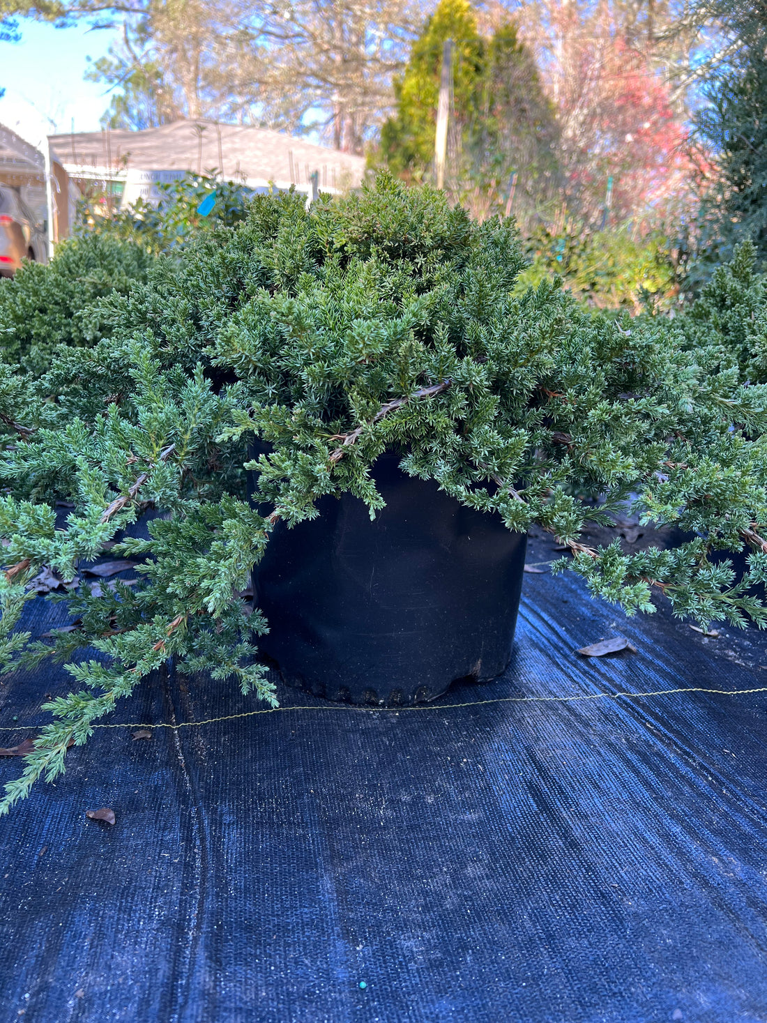 Procumbens Nana Juniper