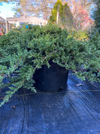 Dwarf Japanese Garden Juniper plant with dense green foliage in outdoor pot