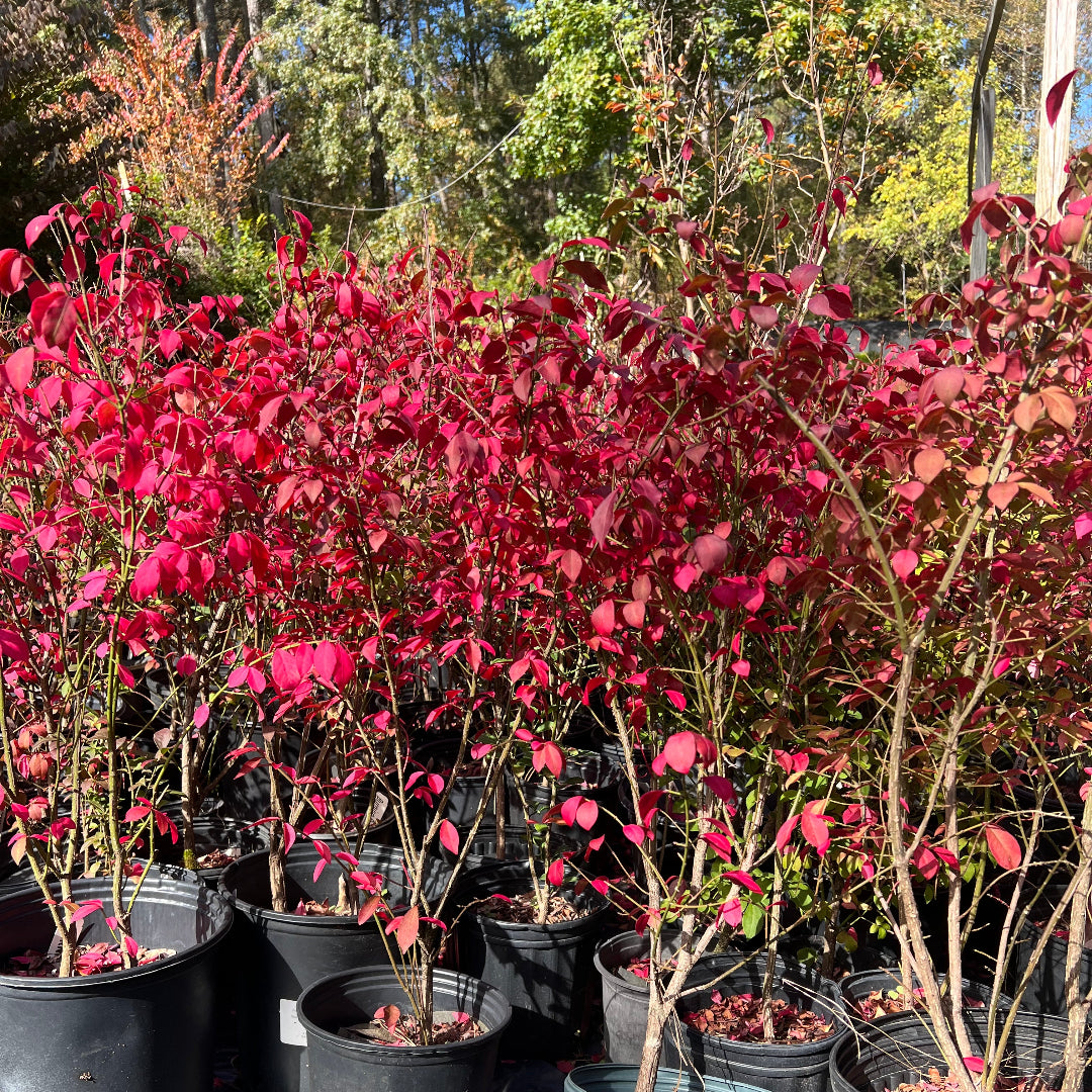 Euonymus Burning Bush vibrant autumn leaves