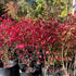 Burning Bush Shrub with fiery red foliage