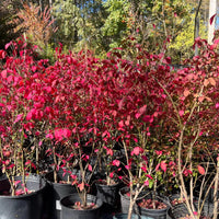Burning Bush Shrub with fiery red foliage