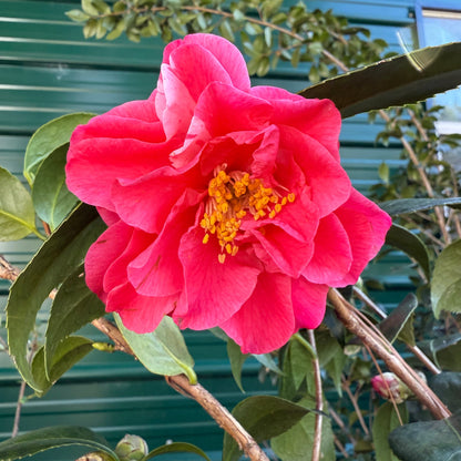 Lady Laura Camellia Japonica