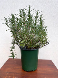 Athens Blue Rosemary evergreen plant green foliage