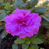 Majesty Encore Azalea