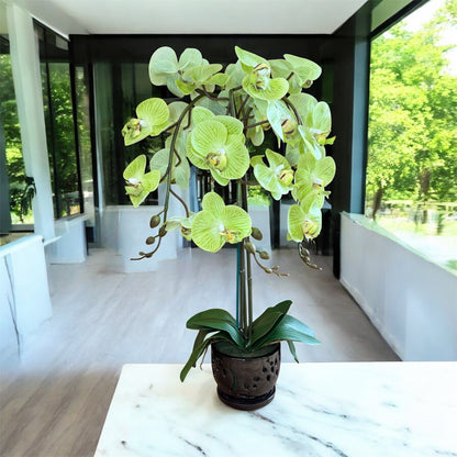 Elegant  Green Orchid in Black Ceramic Pot