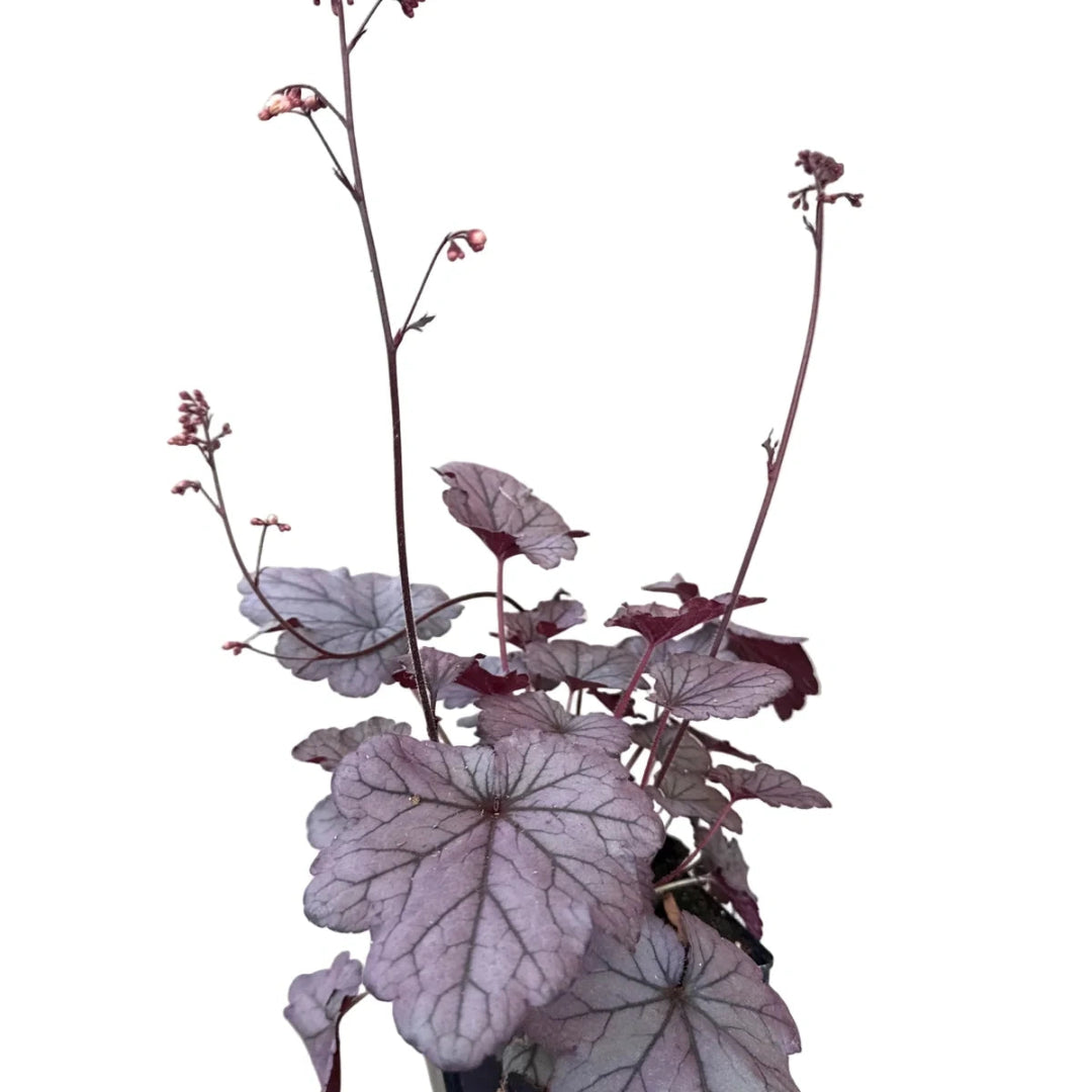 Heuchera &