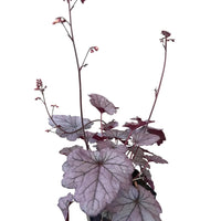 Heuchera 'Indian Summer Huckleberry'