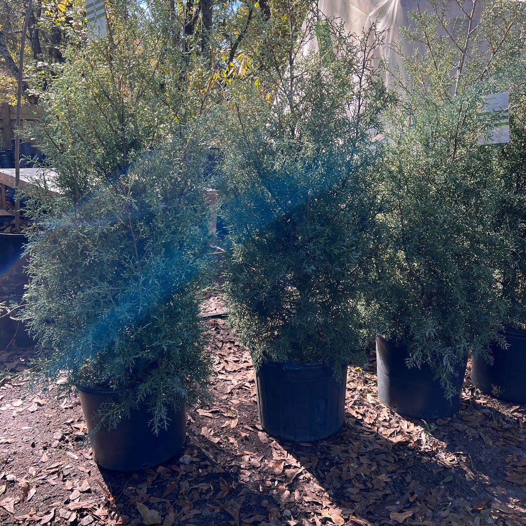 Carolina Sapphire Cypress